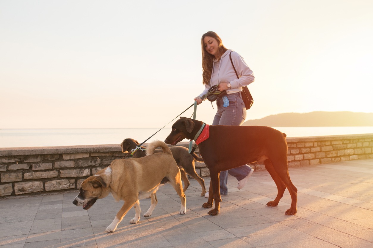 Unleashing Joy and Ensuring Comfort The Essential Services of Dog Walking and Pet Sitting